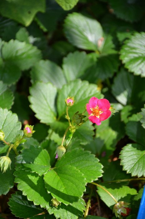 Fragaria vesca 'F1 Toscana Deep Rose'